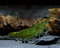 Garnelio Green Jade Garnele - 10 Stück