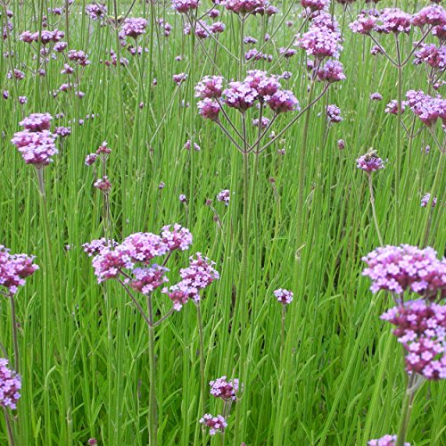Blumixx Stauden Verbena bonariensis – Hohe Eisenkraut Staude, mehrjährig & winterhart, Bienenmagnet, violettblühend, für Beet & Kübel, Pflanze im Topf