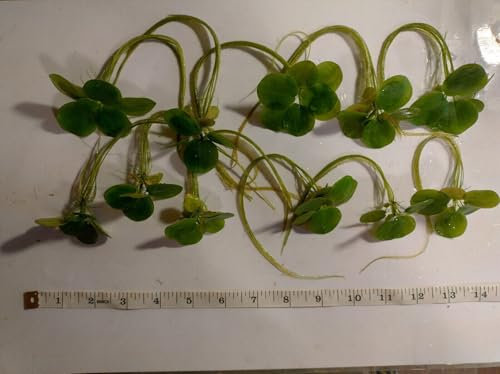 10 Premium XXL Frogbit - Limnobium Laevigatum! Live Aquarium Floating Plants with Long Roots!