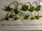 10 Premium XXL Frogbit - Limnobium Laevigatum! Live Aquarium Floating Plants with Long Roots!