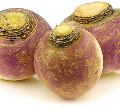 Swede Plants, 'Marian', 12 x Full Plant Pack, Vegetable Plants, Swede, Garden Ready and Ready to Plant, Premium Quality Vegetables