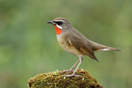 adrium Tableau en bois 90 x 60 cm : mâle du rouge-rubis de Sibérie (Calliope calliope), beau cervical rouge vif sur un sol mousseux (106408890)