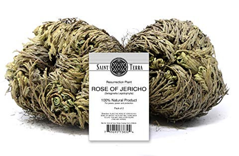 Saint Terra Rose of Jericho Flower The Auferstehungspflanze, 2 Stück
