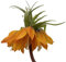 Fangblatt - Fritillaria imperialis - Kaiserkrone getopft im Ø 12 cm Top f- außergewöhnliche Blumenzwiebel im Austrieb