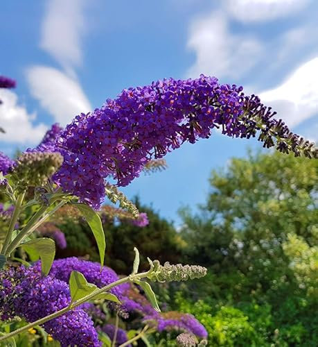 Zwerg Hänge Sommerflieder Little Purple 25-30cm - Buddleja