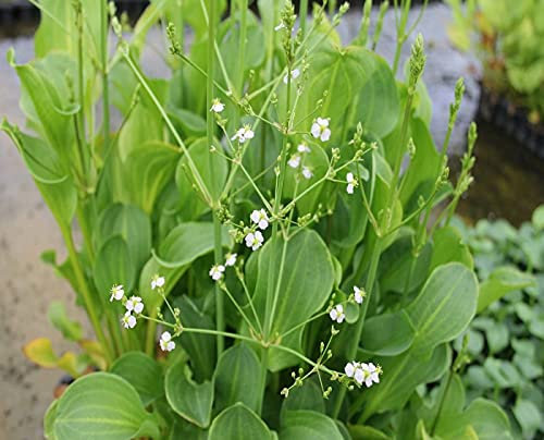 Carbeth Plants 3X Pond Plants for Small Ponds 9cm Pot Mad Dog Weed
