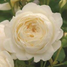 Claire Austin Tm, rosa viva di Rose Barni®, rosa in vaso English Roses®, fiori grandi a coppa, profumo intenso, colore bianco crema, cod. 71067