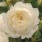 Claire Austin Tm, rosa viva di Rose Barni®, rosa in vaso English Roses®, fiori grandi a coppa, profumo intenso, colore bianco crema, cod. 71067