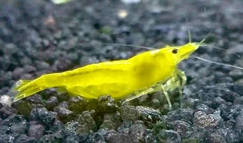 Garnelenglück - Garnelen in diversen Farben und Muster - 5 Stück (Yellow Fire - Neocaridina - gelb)