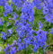 Rittersporn Piccolo - Delphinium belladonna