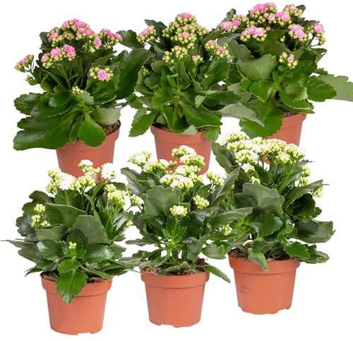 Kalanchoe 'Calandiva'®, weiß & rosa, Topf-Ø 12 cm, Höhe ca. 20-30 cm, 6er-Set