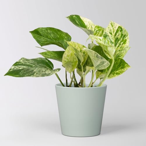 Efeutute 'Marble Queen' inkl. Topf Dallas gletscherblau, Topf-Ø 12 cm