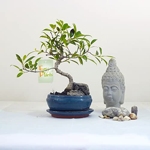Easy Plants® Ficus Piangendo Fico Albero S Forma Bonsai Piante in Vaso