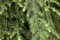 Kanadische Hänge-Hemlocktanne 'Pendula' C3, 40-60cm - Winterhart & Schattentolerant, Immergrün, Zierpflanze
