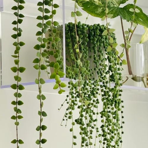 Semillas de planta de guisante Senecio rowleyanus, plantas colgantes plantas exóticas decoración de la sala de estar plantas verdes plantas de interior semillas de bonsái en el 100pcs