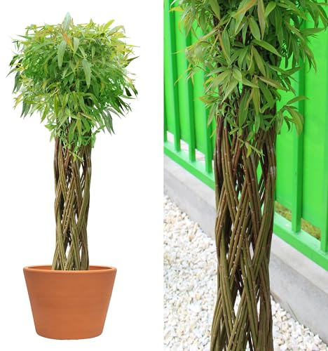 Wicker garden Geflochtene Weide 150 cm - Geflochtener Weidenbaum | Winterhart & Pflegeleicht - Ideal für Garten, Balkon & Terrasse