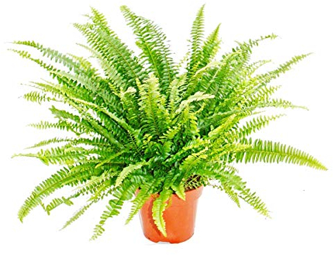 Exotenherz - Nephrolepis, Schwertfarn 17cm Topf