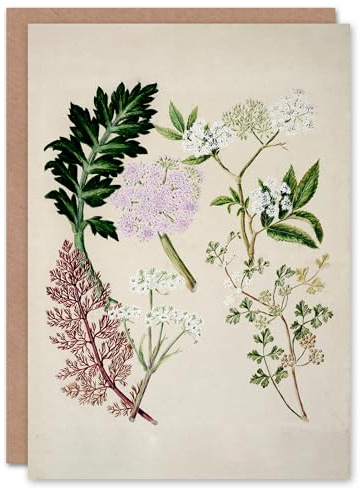 Artery8 Sarah Featon Art Card New Zealand Ligosticum Latifolium Flowers
