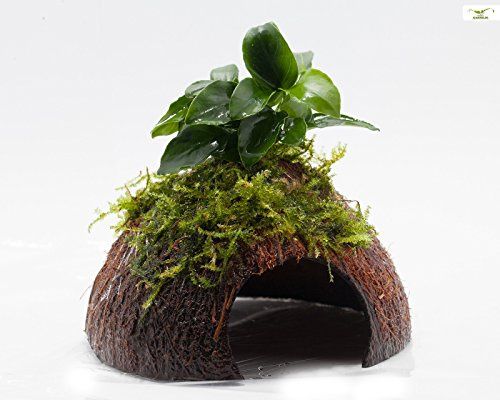 Garnelio - 'Bonsai' Moos Höhle/Coco Shell - Kokosnuss mit Xmas Moos & Bonsei Speerblatt bewachsen/Höhle Aquarium Deko