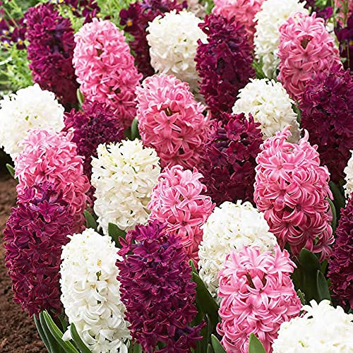 Hyacinth Pretty in Pink Garden Plant Hardy Bulb Flowering Garden Plants Easy to Grow Your Own 20x Bulbs by Thompson and Morgan