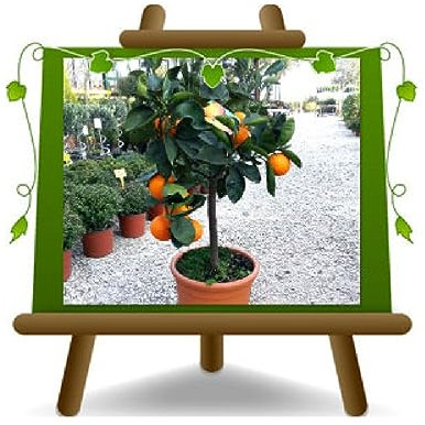 EURO PLANTS VIVAI Agrumi Arancio – Washington Navel - Pianta da Frutto in Vaso da 35 cm Altezza 150-160 cm