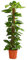 Dehner Efeutute, an Moosstab gebunden, ca. 130-140 cm, Ø Topf 24 cm, Zimmerpflanze