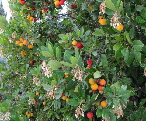 Arbutus unedo - westl. Erdbeerbaum - winterharte Pflanze 60-80cm Früchte
