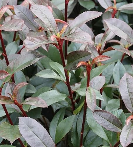 Hochstamm Kompakte Glanzmispel 40-60cm - Photinia fraseri - lebende Gartenpflanze aus den Baumschulen