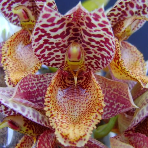 Natürlich, Phalaenopsis Orchideen,Cymbidium Zwiebeln Winterhart Mehrjährig,Kolibri Orchids,Orchideen Pflanzen,Cymbidium Pflanzen Rhizome,Winterhartes-5 Zwiebeln-H