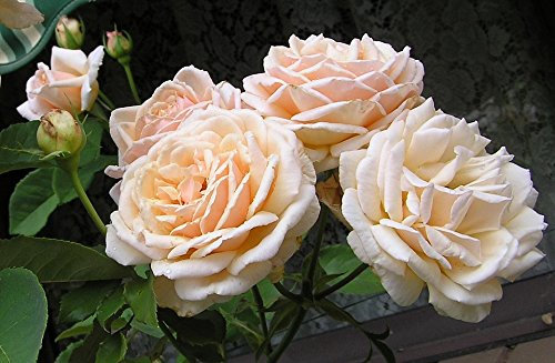'Champagne Moment' Celebration Floribunda Rose Bush 3lt Pot (Live Plants)