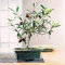 Bloom Green Co. Rare Olive Bonsai (Olea europaea) Bonsai Fresco Esotico Albero Bonsai Mini Ulivo Olive Bonsai Muebles de jardín Paquete de 10