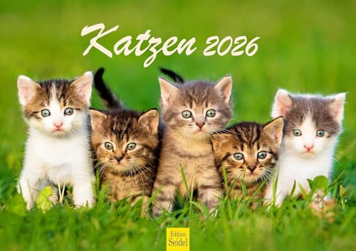 Edition Seidel Premium Kalender Katzen 2026 DIN A3 Wandkalender Katzenkalender Katze Kater Kitten Katzenkinder süße Kätzchen Tiere Haustiere