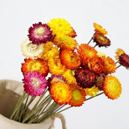 Wintfarm Natürlicher Getrocknete Blumen,30 Stück Mehrfarbige Chrysanthemen Trockenblumen,Trockenblumenstrauß Pflanzenarrangements Für Hochzeiten,Bastelarbeiten,Vase Wohn- Und Büroparty Dekoration