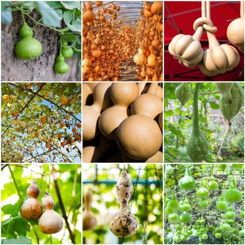 300 pcs flaschenkürbis saatgut samen - bonsai topf wintergemüse samen,Lagenaria siceraria, deko pflanzen seed gemüsebeet zimmerpflanze bio saatgut gartenkräuter kräuter samen saatgut