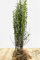Ligustrum vulgare 'Atrovirens' 80-120 cm - Gewöhnlicher Liguster, immergrün, ideal für Hecken, schnittverträglich, winterhart und pflegeleicht (25 Stück)