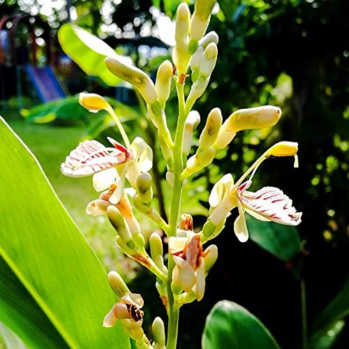 50 pcs galgant samen, Alpinia officinarum, gemüsebeet, samen Galgantwurzel gemüsepflanzen, hochbeete für garten samen gemüse alte sorten, balkonpflanzen winterhart gemüse samen, pflanzen