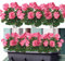 Dremisland Künstliche Geranienblumen für den Außenbereich, künstliche Geranien, Seidenblumen, UV-beständig, Gartenpflanzen, Strauch, künstliche Blumen für Zuhause, Hochzeit, Tischdekoration, Rosa, 3