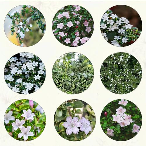 350 pcs Serissa foetida samen pflanzen für balkonkästen winterhart balkonblumen flower seeds bonsai topf wildblumenwiese saatgut mehrjährig topfpflanzen wiesensaatgut blumenwiese