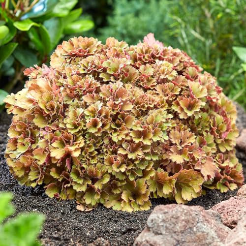 Heuchera Frilly - Coral Bells Garden Ready Potted Plants - Outdoor Evergreen Perennial in Pot - Hardy Flowering Plant with Peach Orange Leaves (9cm Pot, 10-20cm)