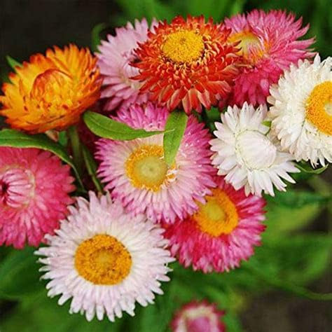 Strawflower Helichrysum bracteatum Mixed 700 Seeds