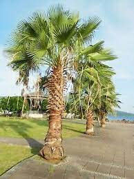 PALMA WASHINGTONIA ROBUSTA NR.3 SEMI