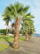 PALMA WASHINGTONIA ROBUSTA NR.3 SEMI