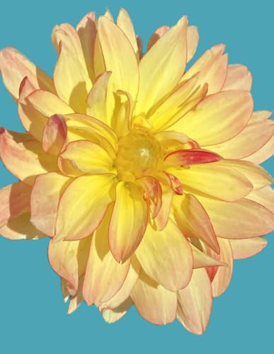 8.5X11 Yellow Dahlia Flower Notebook in Blue
