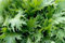 Graine de moutarde fraîche Heirloom non-OGM mizuna 4000 Graines Verts asiatiques Vigoureux végétales