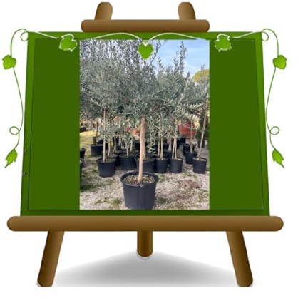 EURO PLANTS VIVAI Olivi Frantoio pianta su vaso da 55 cm Altezza 200~250 cm eta' 15 anni