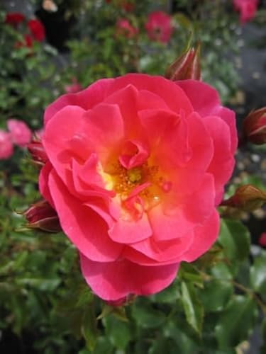 Rosa Maxi Vita® - Beetrose - Bodendeckerrose - Kordes-Rose - Rigo-Rose - ADR-Rose -