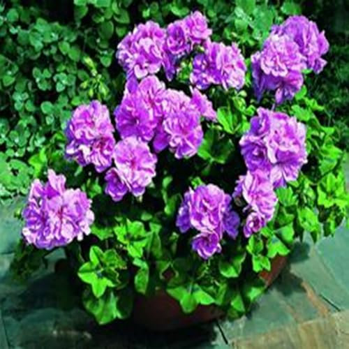 100 Stück Pelargoniensamen, Geranien-Blumengarten, Balkon, Bonsai, Topfpflanze, Dekor, Gartensamen zum Pflanzen Violett Geraniensamen
