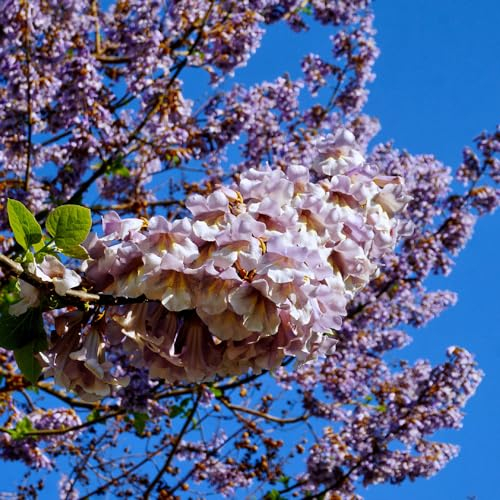100 Pcs Paulownia Samen - Paulownia Tomentosa - Balkonpflanzen, Bonsai Tree, Flower Seeds Paulownia Baum, Kiribaum Pflanze Samen, Immergrüne Pflanzen Winterhart, Bienenweide Saatgut