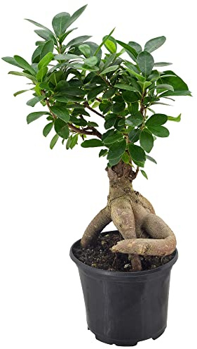 Arcadia Garden Products LV62 Ginseng Ficus Live Plante Bonsaï d'intérieur en pot de 15,2 cm en plastique Vert 15,2 cm