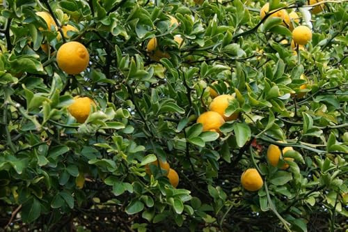 Bitterorange Poncirus trifoliata Pflanze 15-20cm Dreiblättrige Orange Rarität